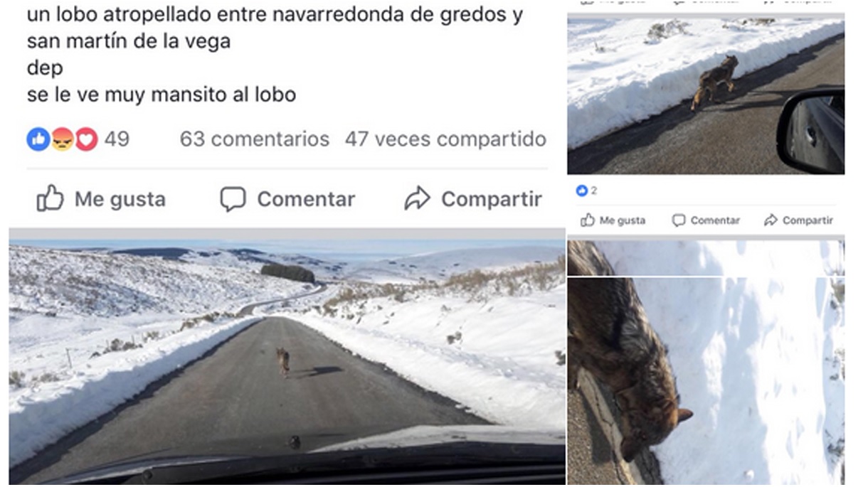lobo atropellado en Gredos